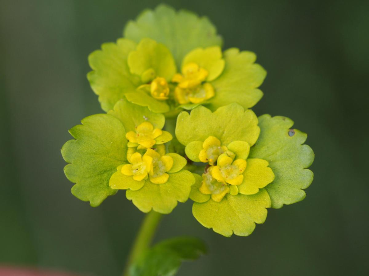 Saxifrage, Alternate-leaved Golden flower